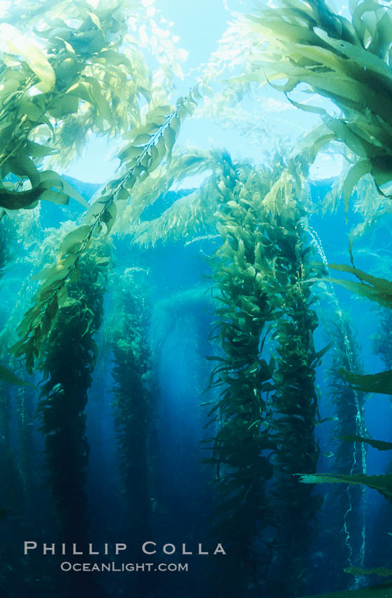 Kelp forest. San Clemente Island, California, USA, Macrocystis pyrifera, natural history stock photograph, photo id 19922