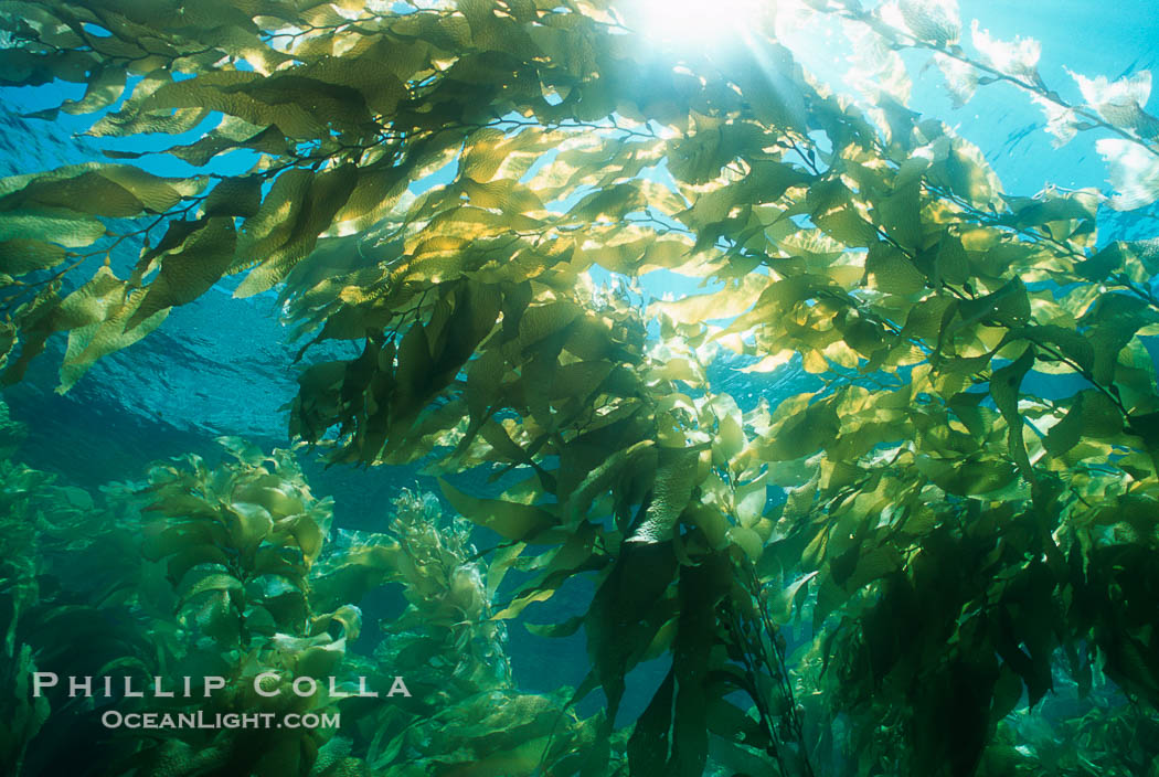 Kelp forest., Macrocystis pyrifera, natural history stock photograph, photo id 04652