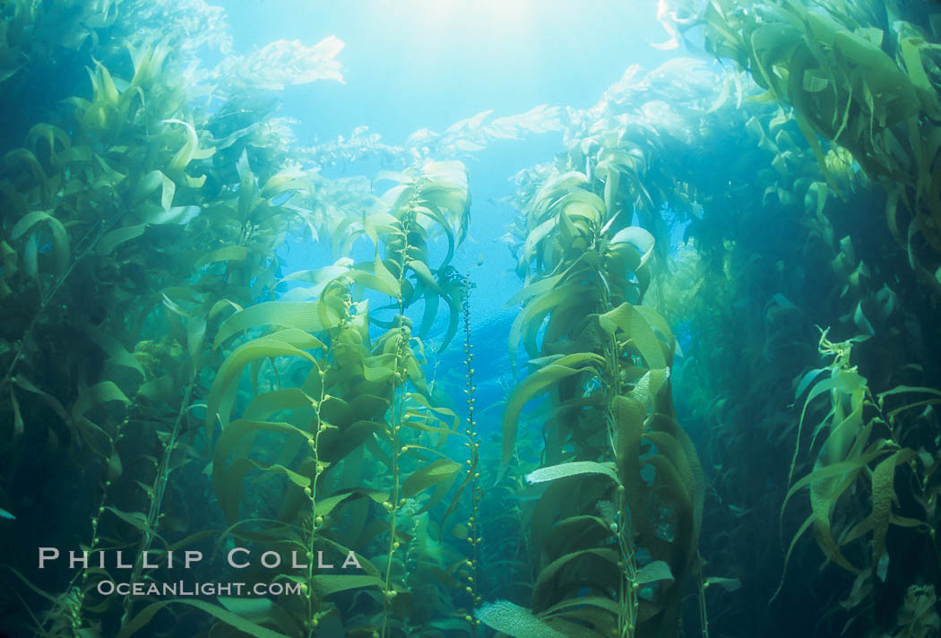 Kelp forest. San Clemente Island, California, USA, Macrocystis pyrifera, natural history stock photograph, photo id 04660