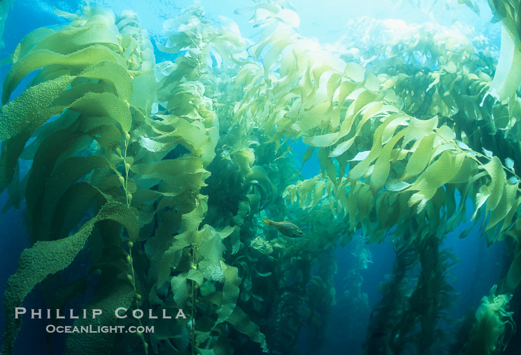 Kelp forest., Macrocystis pyrifera, natural history stock photograph, photo id 04664