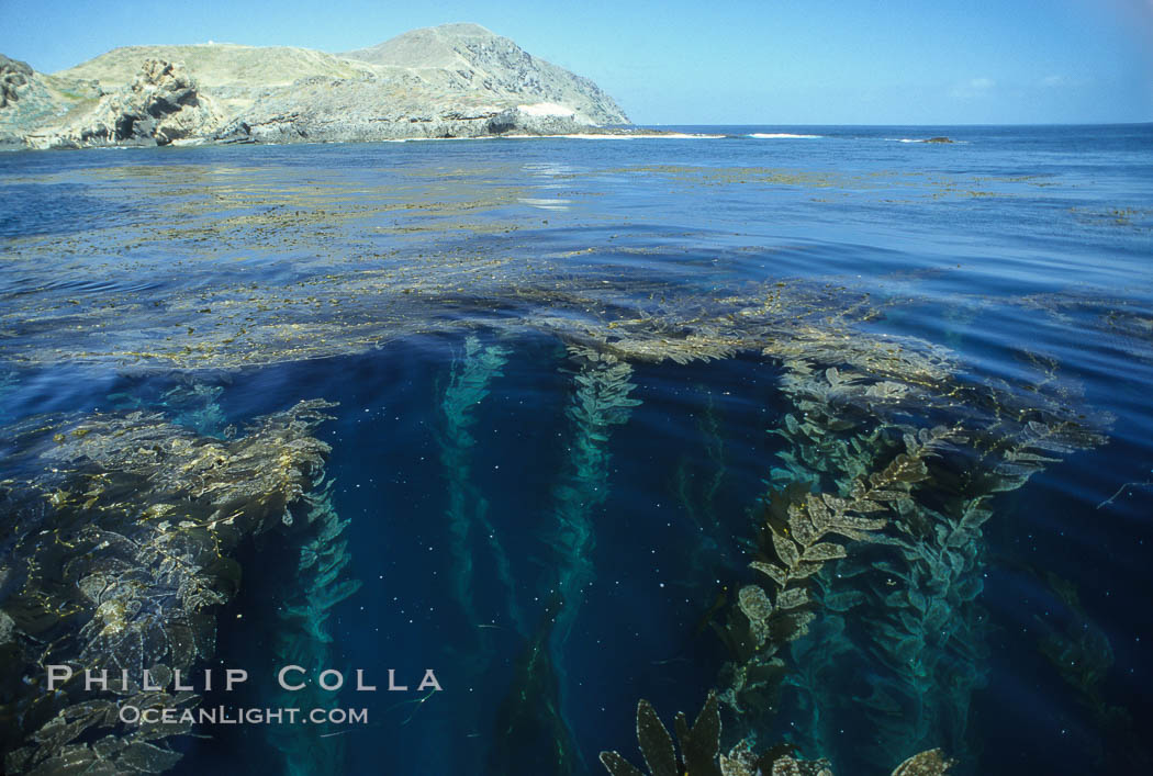 Giant kelp rises from the ocean depths toward sunlight and the surface.  San Clemente Island. California, USA, Macrocystis pyrifera, natural history stock photograph, photo id 18716