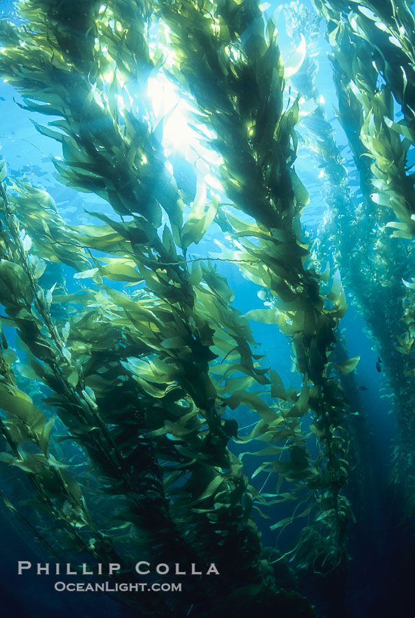 Kelp forest., Macrocystis pyrifera, natural history stock photograph, photo id 03427