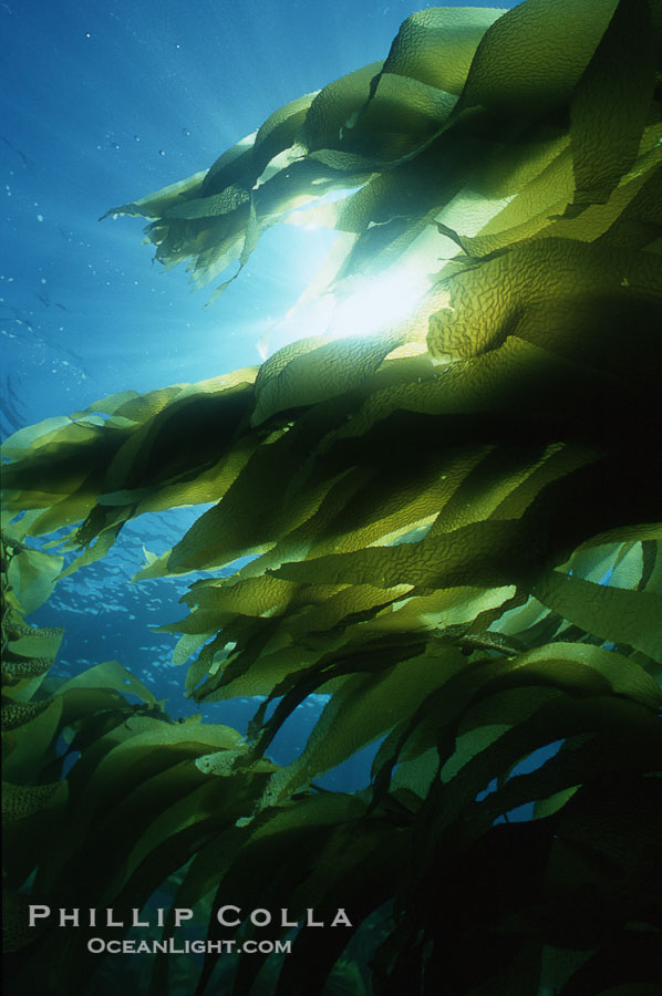 Kelp forest San Clemente Island., Macrocystis pyrifera, natural history stock photograph, photo id 03787