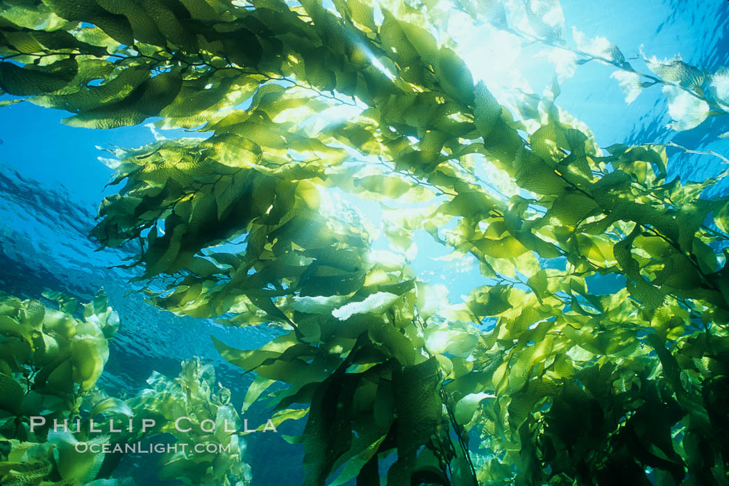 Kelp forest, Macrocystis pyrifera, San Clemente Island