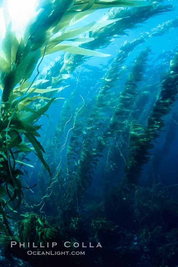 Kelp forest. San Clemente Island, California, USA, Macrocystis pyrifera, natural history stock photograph, photo id 19919