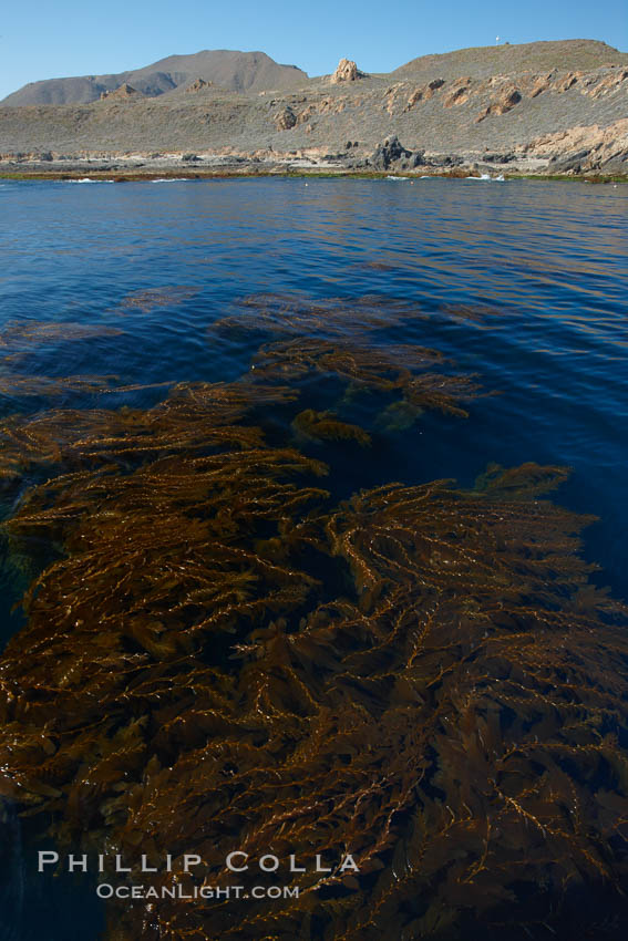 A forest of giant kelp, growing just below the ocean surface along the shores of San Clemente Island. California, USA, Macrocystis pyrifera, natural history stock photograph, photo id 23567
