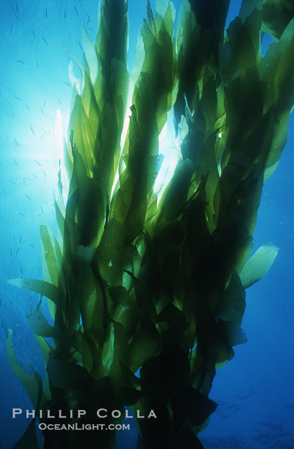 Kelp forest San Clemente Island., Macrocystis pyrifera, natural history stock photograph, photo id 03785