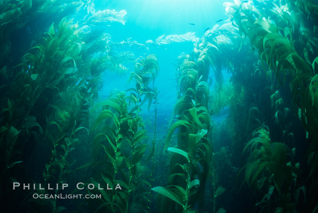 Kelp forest. San Clemente Island, California, USA, Macrocystis pyrifera, natural history stock photograph, photo id 04661