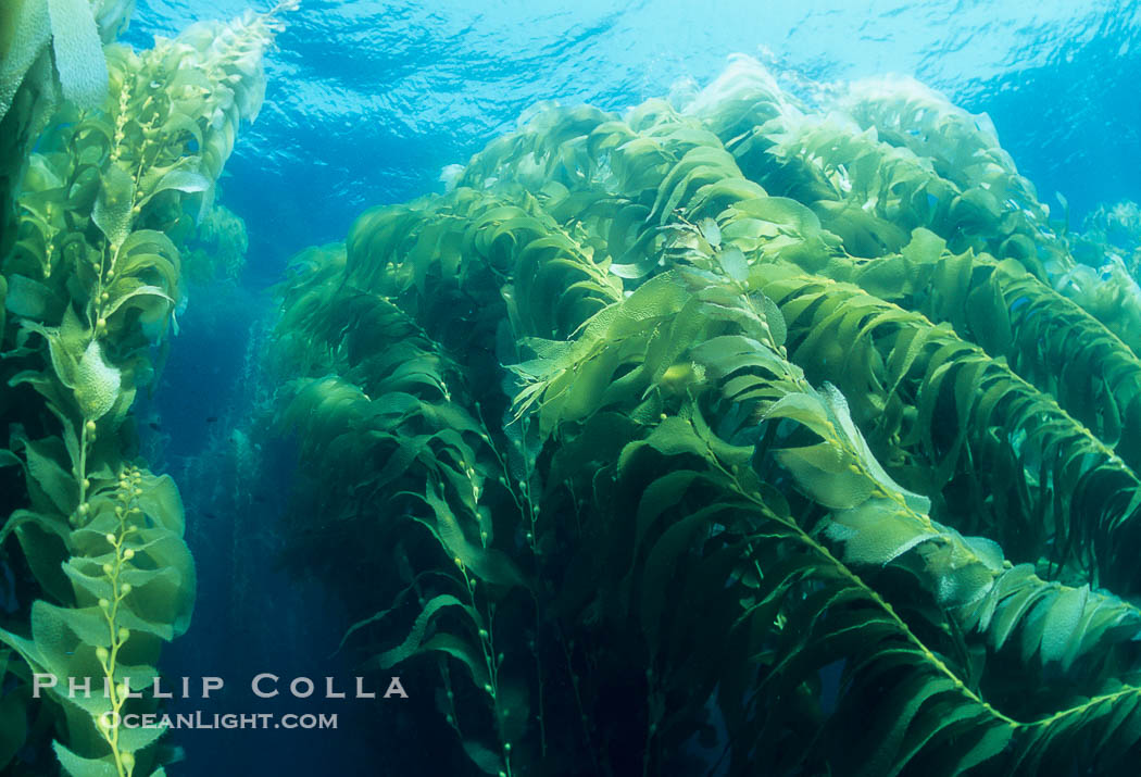 Kelp forest., Macrocystis pyrifera, natural history stock photograph, photo id 04665