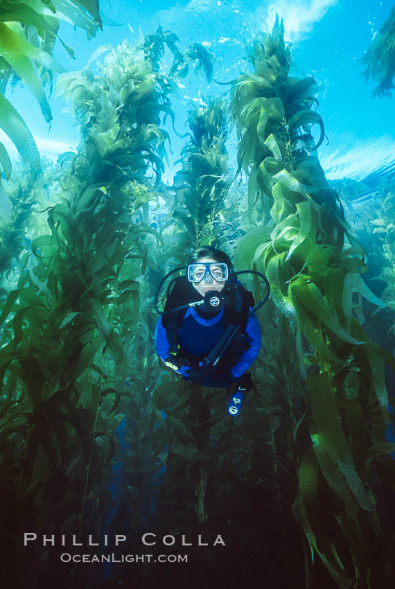 Tracy glides through the kelp forest. San Clemente Island, California, USA, Macrocystis pyrifera, natural history stock photograph, photo id 01104