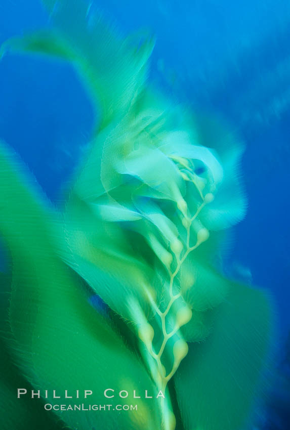 Kelp frond in motion, time exposure. Santa Barbara Island, California, USA, Macrocystis pyrifera, natural history stock photograph, photo id 02344