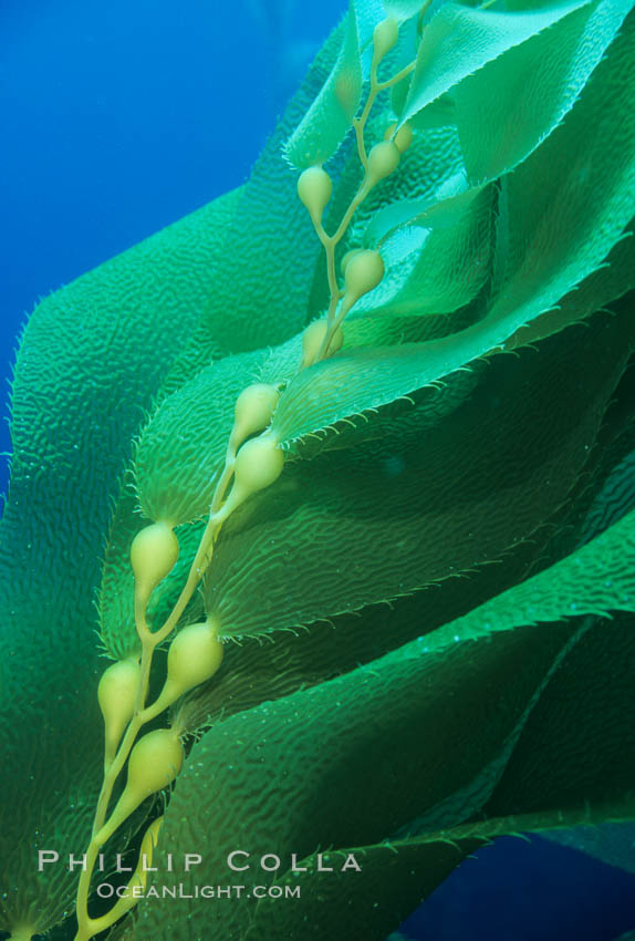 Kelp frond showing pneumatocysts. Santa Barbara Island, California, USA, Macrocystis pyrifera, natural history stock photograph, photo id 02436