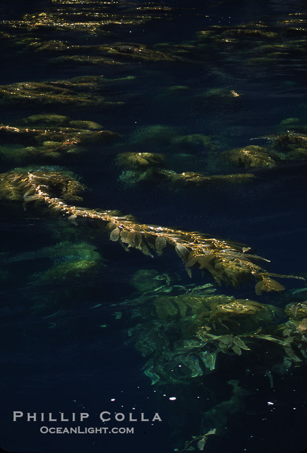Kelp plants reaching surface, spreading out., Macrocystis pyrifera, natural history stock photograph, photo id 04668