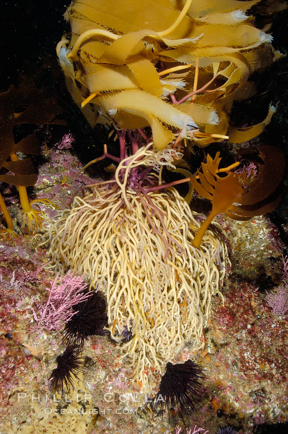 Kelp holdfast attaches the plant to the rocky reef on the oceans bottom.  Kelp blades are visible above the holdfast, swaying in the current.  Santa Barbara Island. California, USA, Macrocystis pyrifera, natural history stock photograph, photo id 10132