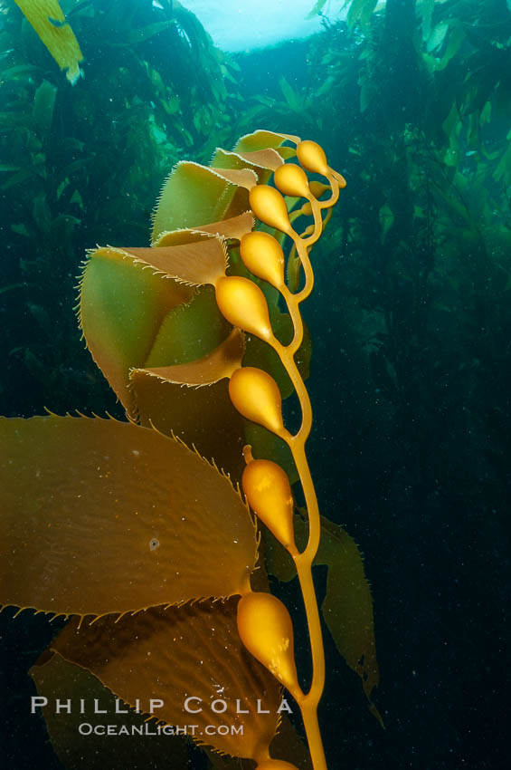 Kelp fronds showing pneumatocysts, bouyant gas-filled bubble-like structures which float the kelp plant off the ocean bottom toward the surface, where it will spread to form a roof-like canopy.  Santa Barbara Island. California, USA, Macrocystis pyrifera, natural history stock photograph, photo id 10228