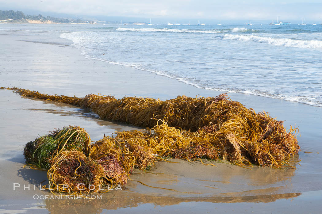Drift kelp has washed ashore on a sandy California beach.  Winter brings large surf and increased wave energy which often rips giant kelp from the ocean bottom, so that it floats down current, often washing ashore. Santa Barbara, USA, Macrocystis pyrifera, natural history stock photograph, photo id 14884