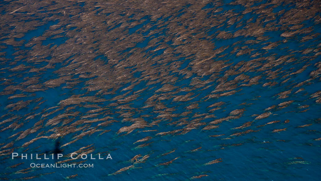 Kelp beds adorn the coastline of San Clemente Island, aerial photograph, Macrocystis pyrifera