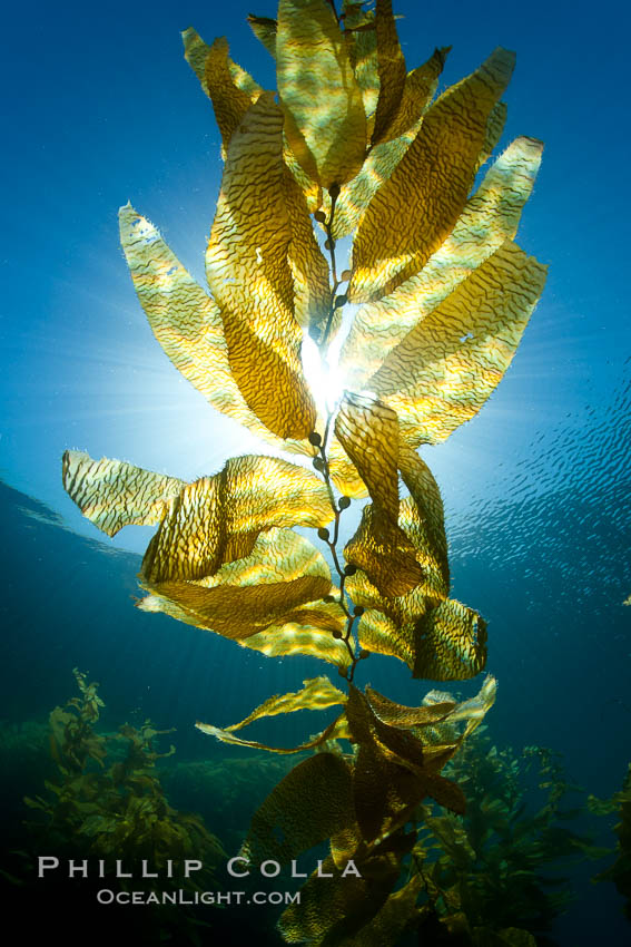 Kelp forest underwater at San Clemente Island. Giant kelp, the fastest plant on Earth, reaches from the rocky bottom to the ocean's surface like a terrestrial forest. California, USA, Macrocystis pyrifera, natural history stock photograph, photo id 26388