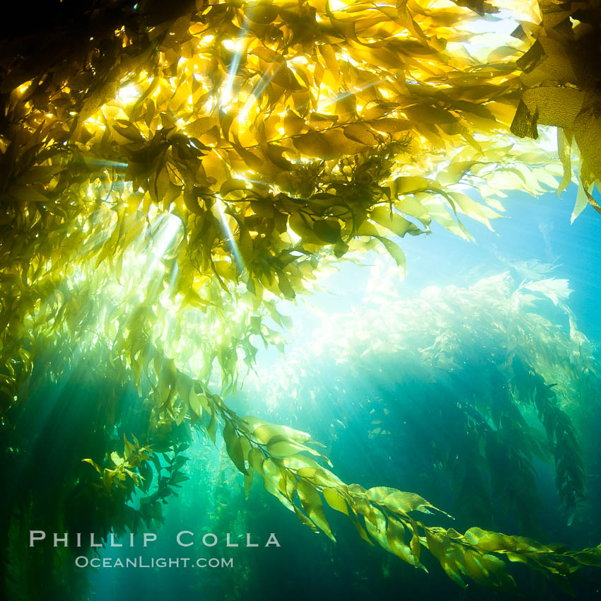 Kelp forest underwater at San Clemente Island. Giant kelp, the fastest plant on Earth, reaches from the rocky bottom to the ocean's surface like a terrestrial forest. California, USA, Macrocystis pyrifera, natural history stock photograph, photo id 26420