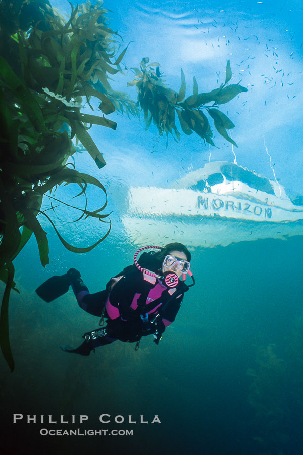 Diver in kelp forest., Macrocystis pyrifera, natural history stock photograph, photo id 36248