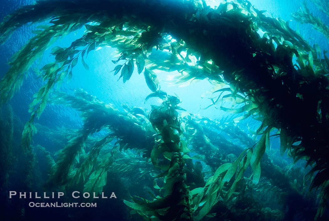 Kelp forest., Macrocystis pyrifera, natural history stock photograph, photo id 01051