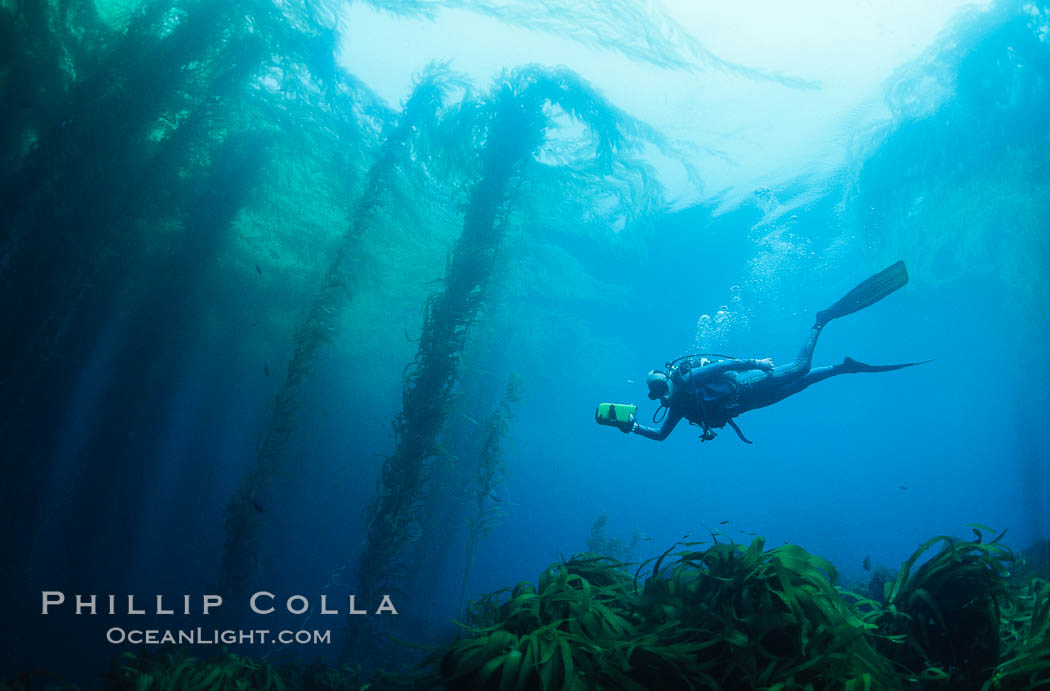 Diver and kelp forest. San Benito Islands (Islas San Benito), Baja California, Mexico, Macrocystis pyrifera, natural history stock photograph, photo id 01975