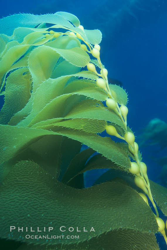 Kelp frond showing pneumatocysts. Santa Barbara Island, California, USA, Macrocystis pyrifera, natural history stock photograph, photo id 02435