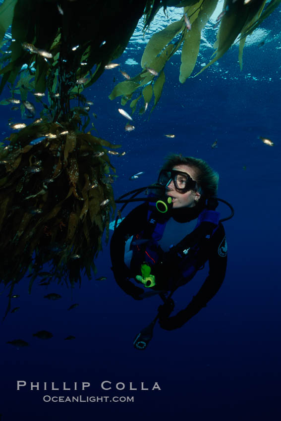 Juvenile fish hiding amidst drift kelp, open ocean. San Diego, California, USA, Macrocystis pyrifera, natural history stock photograph, photo id 02995