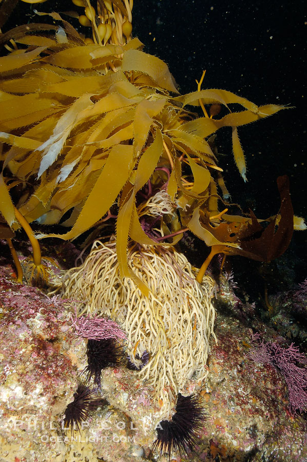 Kelp holdfast attaches the plant to the rocky reef on the oceans bottom.  Kelp blades are visible above the holdfast, swaying in the current.  Santa Barbara Island., Macrocystis pyrifera, natural history stock photograph, photo id 10131
