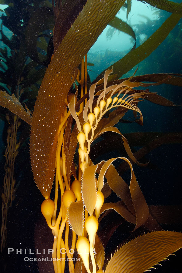 Kelp fronds showing pneumatocysts, bouyant gas-filled bubble-like structures which float the kelp plant off the ocean bottom toward the surface, where it will spread to form a roof-like canopy.  Santa Barbara Island., Macrocystis pyrifera, natural history stock photograph, photo id 10227