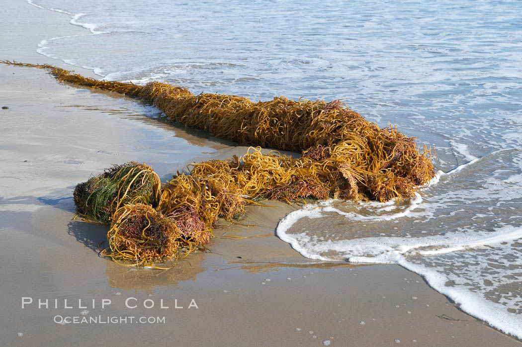 Drift kelp has washed ashore on a sandy California beach.  Winter brings large surf and increased wave energy which often rips giant kelp from the ocean bottom, so that it floats down current, often washing ashore. Santa Barbara, USA, Macrocystis pyrifera, natural history stock photograph, photo id 14883