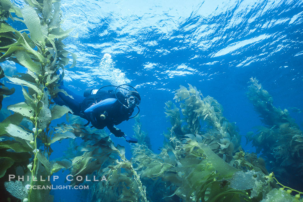 Diver in kelp forest., Macrocystis pyrifera, natural history stock photograph, photo id 36267
