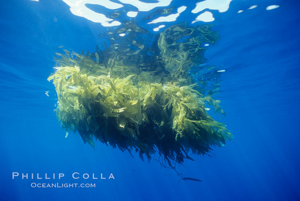 Drift kelp, open ocean. San Diego, California, USA, Macrocystis pyrifera, natural history stock photograph, photo id 02501