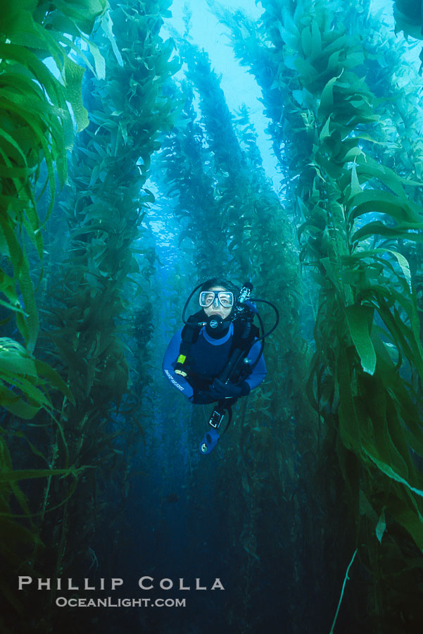 Diver in kelp forest., Macrocystis pyrifera, natural history stock photograph, photo id 36265