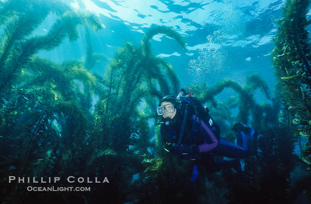 Diver in kelp forest., Macrocystis pyrifera, natural history stock photograph, photo id 36269