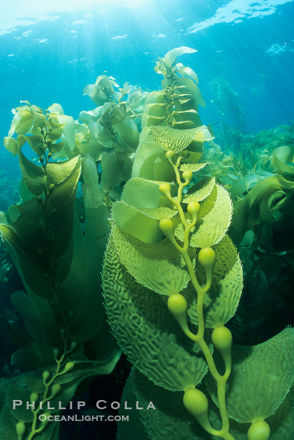 Kelp forest., Macrocystis pyrifera, natural history stock photograph, photo id 19982