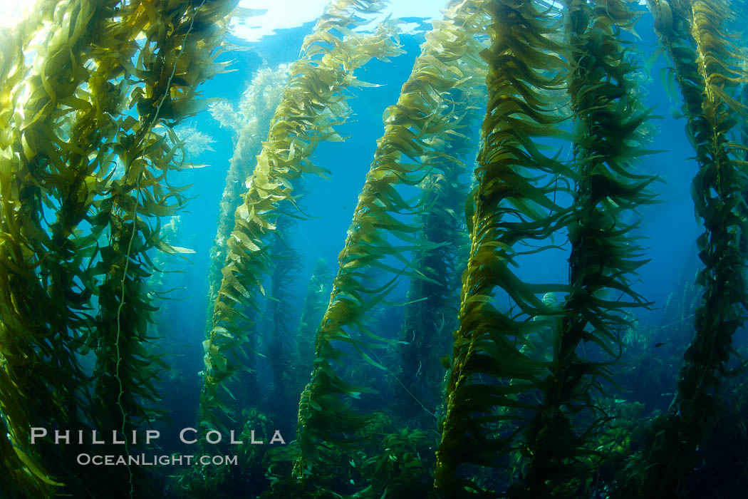 A kelp forest.  Giant kelp grows rapidly, up to 2' per day, from the rocky reef on the ocean bottom to which it is anchored, toward the ocean surface where it spreads to form a thick canopy.  Myriad species of fishes, mammals and invertebrates form a rich community in the kelp forest.  Lush forests of kelp are found through California's Southern Channel Islands. San Clemente Island, USA, Macrocystis pyrifera, natural history stock photograph, photo id 23478
