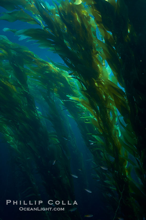 A kelp forest.  Giant kelp grows rapidly, up to 2' per day, from the rocky reef on the ocean bottom to which it is anchored, toward the ocean surface where it spreads to form a thick canopy.  Myriad species of fishes, mammals and invertebrates form a rich community in the kelp forest.  Lush forests of kelp are found through California's Southern Channel Islands., Macrocystis pyrifera, natural history stock photograph, photo id 23498