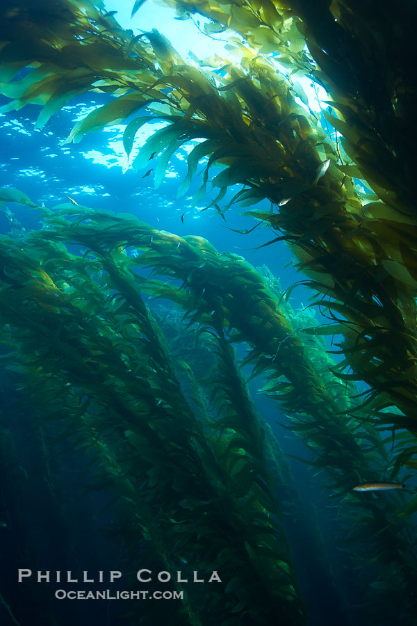 A kelp forest.  Giant kelp grows rapidly, up to 2' per day, from the rocky reef on the ocean bottom to which it is anchored, toward the ocean surface where it spreads to form a thick canopy.  Myriad species of fishes, mammals and invertebrates form a rich community in the kelp forest.  Lush forests of kelp are found through California's Southern Channel Islands., Macrocystis pyrifera, natural history stock photograph, photo id 23514