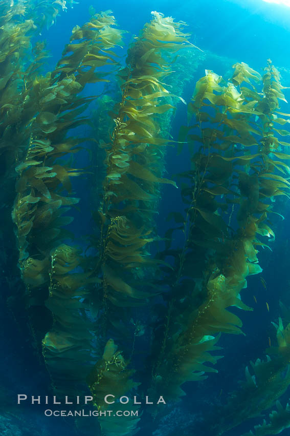 A kelp forest.  Giant kelp grows rapidly, up to 2' per day, from the rocky reef on the ocean bottom to which it is anchored, toward the ocean surface where it spreads to form a thick canopy.  Myriad species of fishes, mammals and invertebrates form a rich community in the kelp forest.  Lush forests of kelp are found through California's Southern Channel Islands. San Clemente Island, USA, Macrocystis pyrifera, natural history stock photograph, photo id 23522