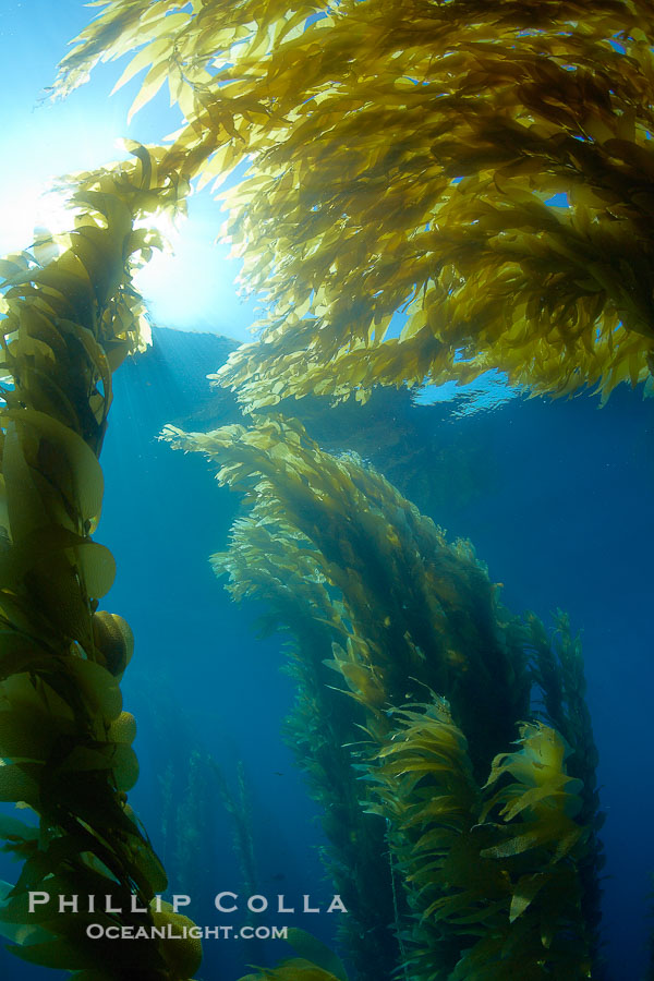 Sunlight filters through a kelp forest, the floating canopy of kelp spreads out on the ocean surface after having grown up from the rocky reef on the ocean bottom, underwater., Macrocystis pyrifera, natural history stock photograph, photo id 23538