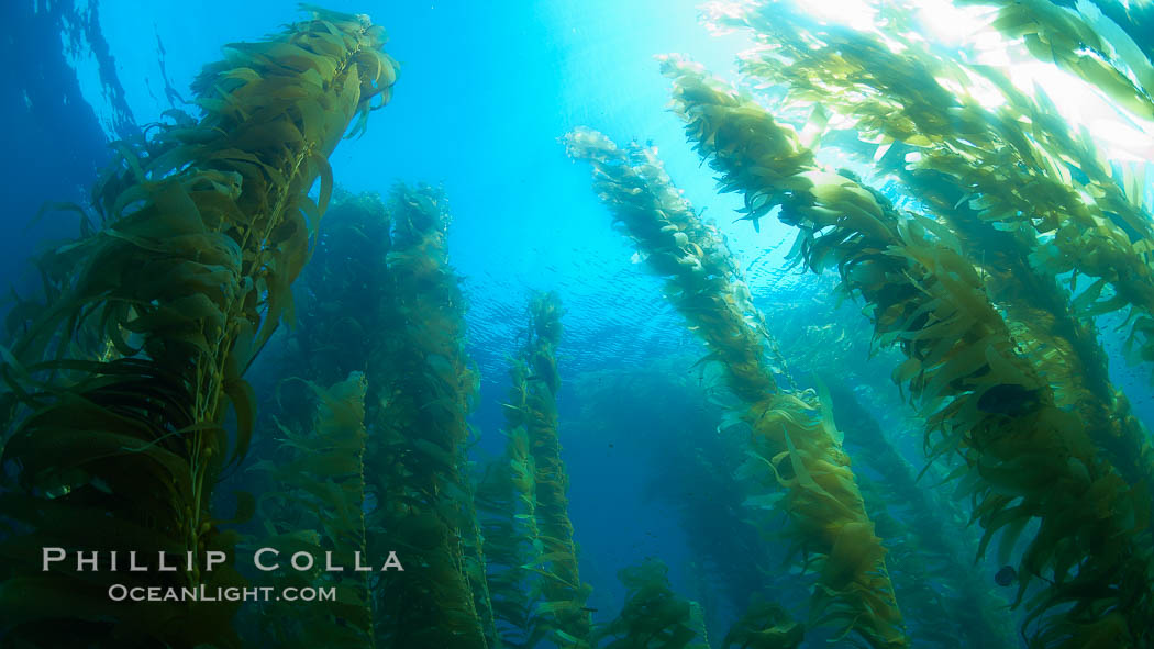 A kelp forest.  Giant kelp grows rapidly, up to 2' per day, from the rocky reef on the ocean bottom to which it is anchored, toward the ocean surface where it spreads to form a thick canopy.  Myriad species of fishes, mammals and invertebrates form a rich community in the kelp forest.  Lush forests of kelp are found through California's Southern Channel Islands. San Clemente Island, USA, Macrocystis pyrifera, natural history stock photograph, photo id 23590