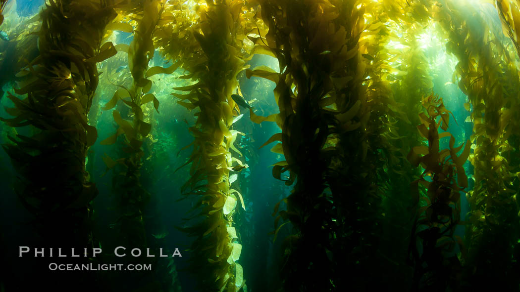 A view of an underwater forest of giant kelp.  Giant kelp grows rapidly, up to 2' per day, from the rocky reef on the ocean bottom to which it is anchored, toward the ocean surface where it spreads to form a thick canopy.  Myriad species of fishes, mammals and invertebrates form a rich community in the kelp forest.  Lush forests of kelp are found through California's Southern Channel Islands. San Clemente Island, USA, Macrocystis pyrifera, natural history stock photograph, photo id 25402