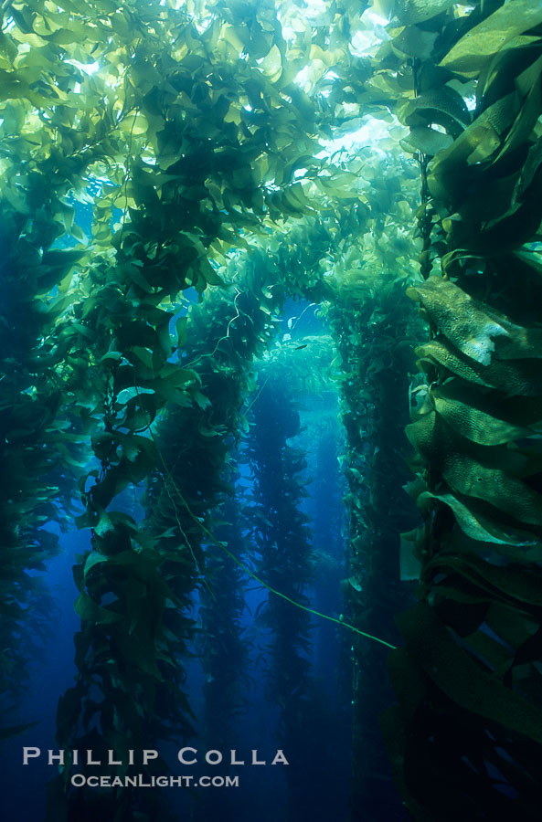 Kelp forest., Macrocystis pyrifera, natural history stock photograph, photo id 19984