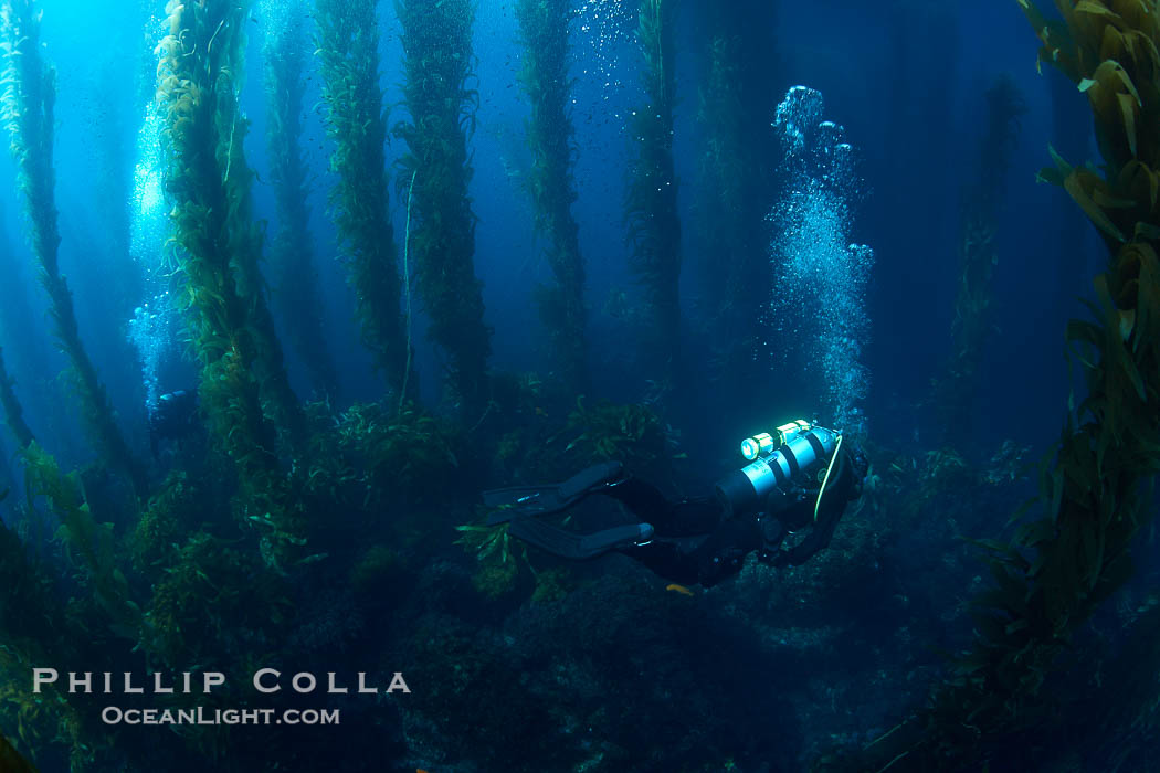 A SCUBA diver, swims through a underwater forest of giant kelp at San Clemente Island., Macrocystis pyrifera, natural history stock photograph, photo id 23468