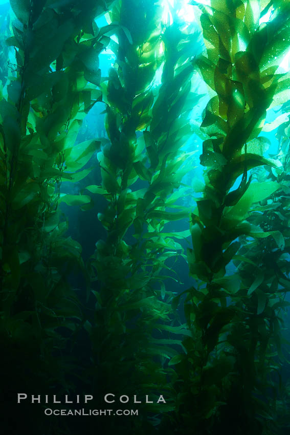 A kelp forest.  Giant kelp grows rapidly, up to 2' per day, from the rocky reef on the ocean bottom to which it is anchored, toward the ocean surface where it spreads to form a thick canopy.  Myriad species of fishes, mammals and invertebrates form a rich community in the kelp forest.  Lush forests of kelp are found through California's Southern Channel Islands. San Clemente Island, USA, Macrocystis pyrifera, natural history stock photograph, photo id 23520