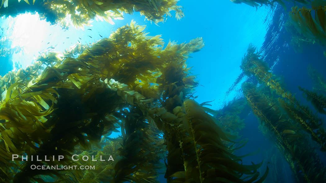 Giant kelp plants lean over in ocean currents, underwater.  Individual kelp plants grow from the rocky reef, to which they are attached, up to the ocean surface and form a vibrant community in which fishes, mammals and invertebrates thrive. San Clemente Island, California, USA, Macrocystis pyrifera, natural history stock photograph, photo id 23524