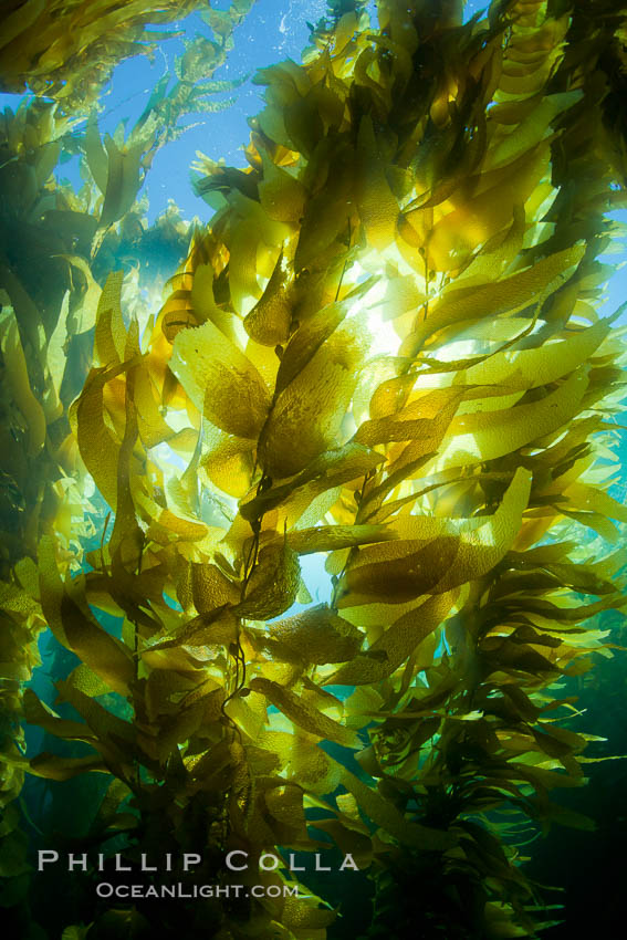 A view of an underwater forest of giant kelp.  Giant kelp grows rapidly, up to 2' per day, from the rocky reef on the ocean bottom to which it is anchored, toward the ocean surface where it spreads to form a thick canopy.  Myriad species of fishes, mammals and invertebrates form a rich community in the kelp forest.  Lush forests of kelp are found through California's Southern Channel Islands. San Clemente Island, USA, Macrocystis pyrifera, natural history stock photograph, photo id 25448