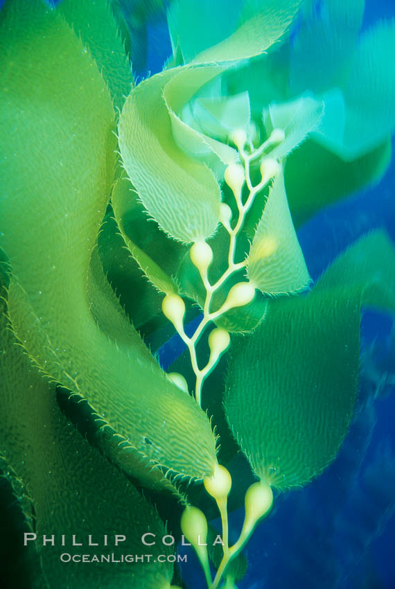 Kelp fronds. San Clemente Island, California, USA, Macrocystis pyrifera, natural history stock photograph, photo id 19987