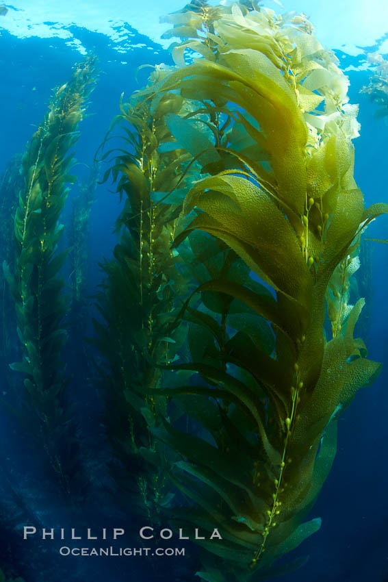 Kelp forest, underwater. San Clemente Island, California, USA, Macrocystis pyrifera, natural history stock photograph, photo id 23511